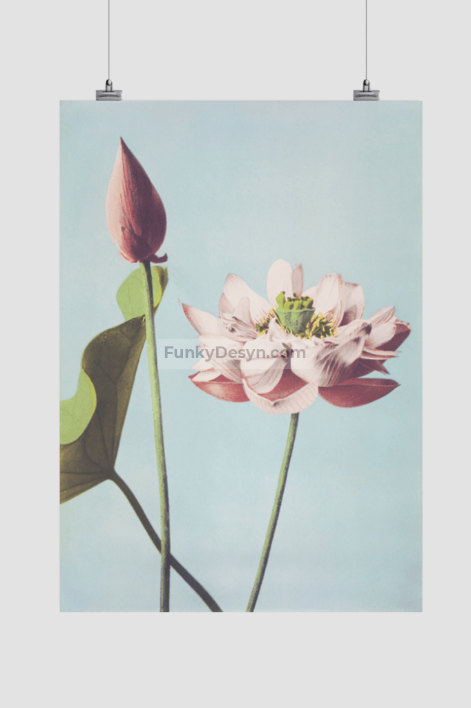 Beautiful photomechanical prints of Lotus Flowers (1887–1897) by Ogawa Kazumasa
