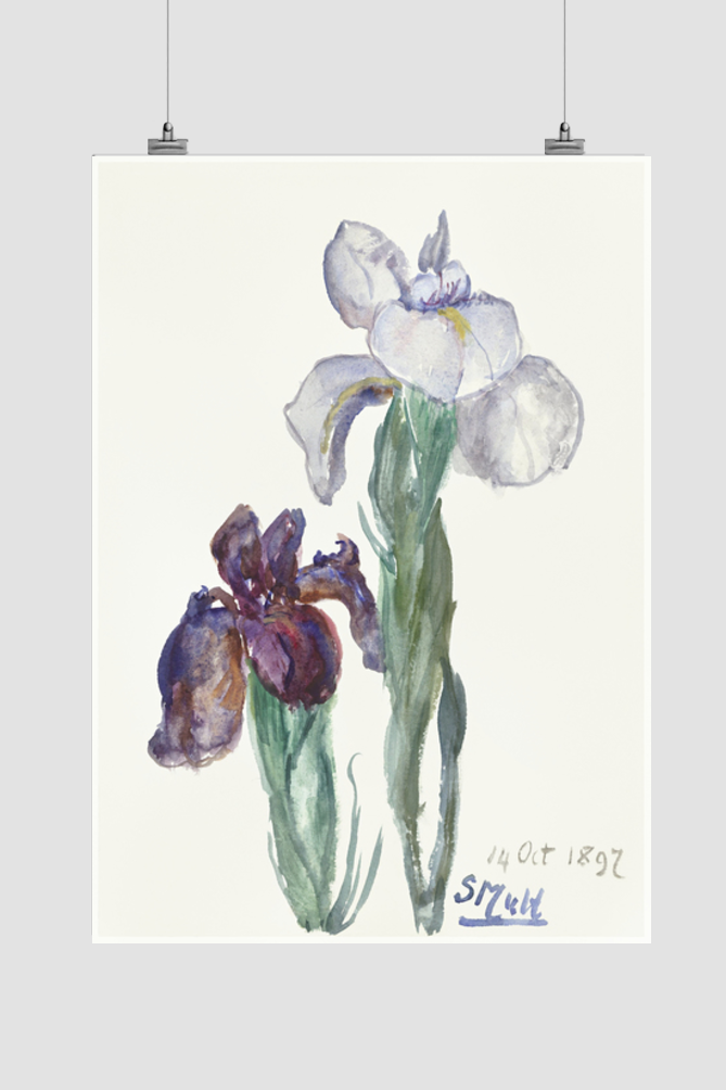 Irises (1897) by Sientje Mesdag-van Houten.