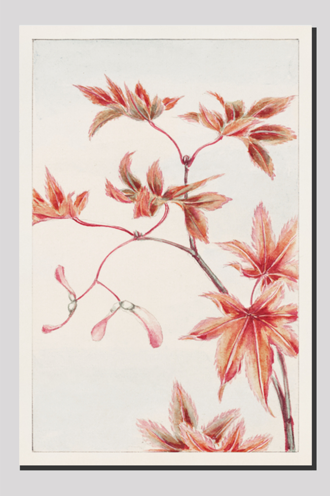 Branch of Momiji maple tree with leaves and seeds during 1870–1880 by Megata Morikaga