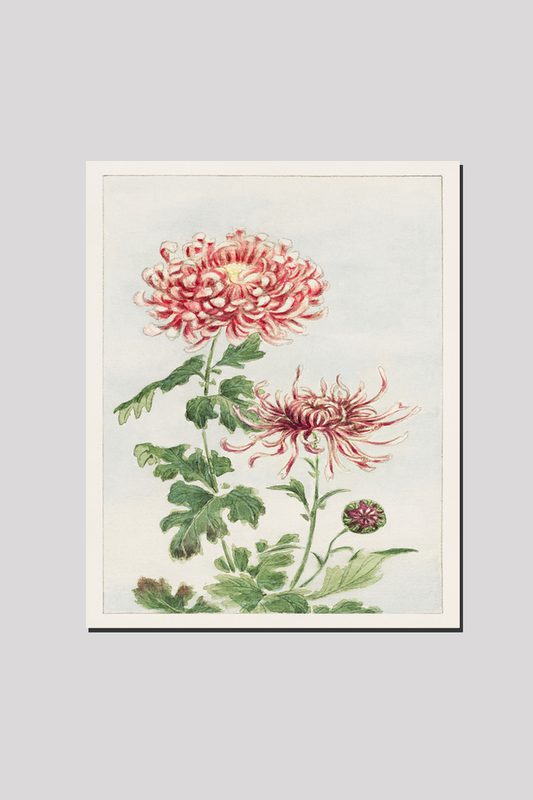 Kiku (chrysanthemum) during 1870–1880