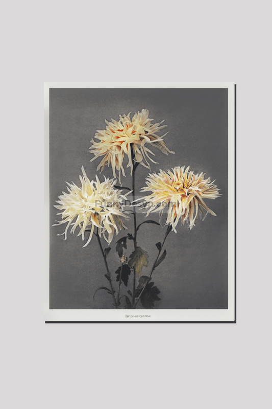 Imo–se–yama, hand–colored collotype from Some Japanese Flowers (1896) by Kazumasa Ogawa