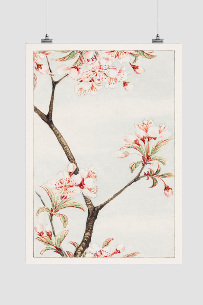 Sakura cherry during 1870–1880 by Megata Morikaga