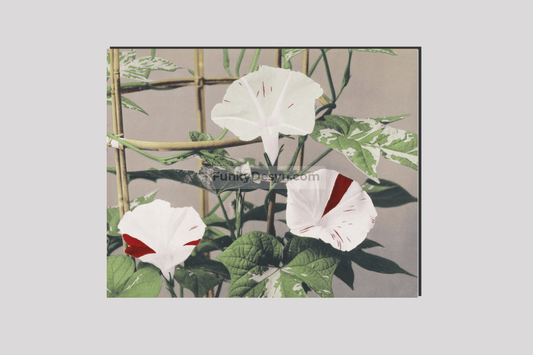 Beautiful photomechanical prints of Striped Bindweed Flowers (1887–1897) by Ogawa Kazumasa.
