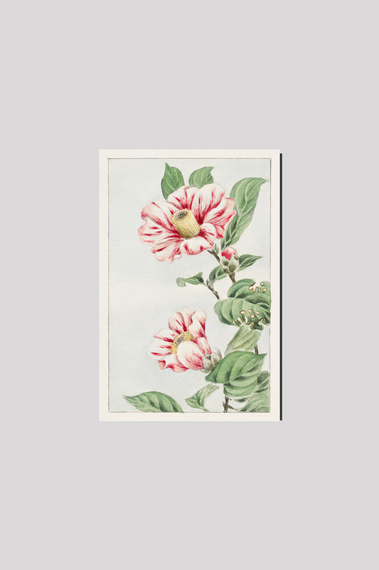 Tsubaki camelia during 1870–1880 by Megata Morikaga.