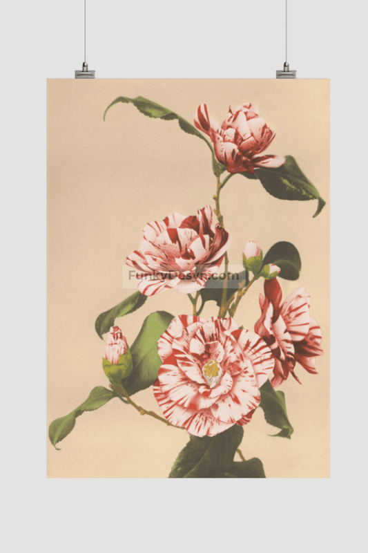 Beautiful photomechanical prints of Striped Camellias (1887–1897) by Ogawa Kazumasa