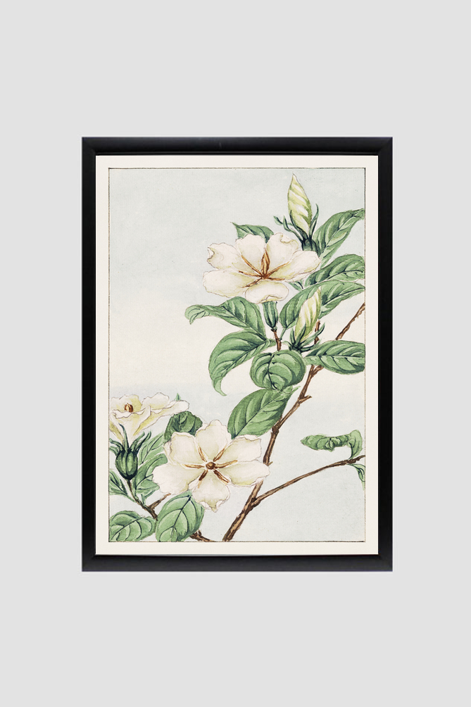 Kuchi nashi (cape jasmine) during 1870–1880 by Megata Morikaga