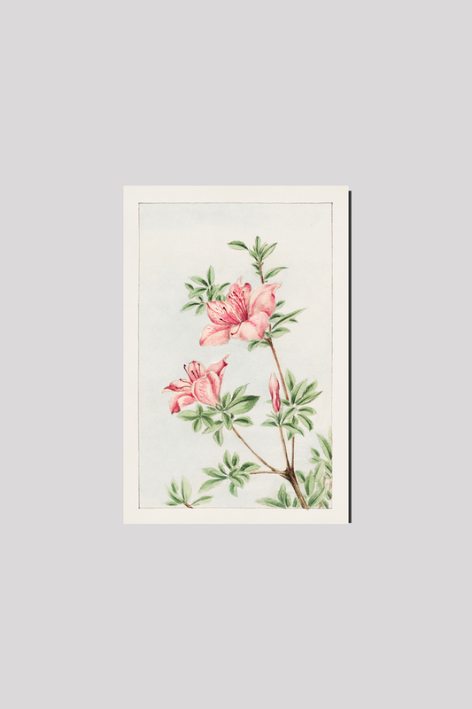 Tsutsuji rhododendron Judicum (azalea) during 1870–1880 by Megata Morikaga
