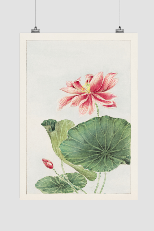 Hasu (lotus) during 1870–1880 by Megata Morikaga