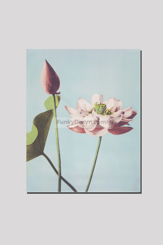 Beautiful photomechanical prints of Lotus Flowers (1887–1897) by Ogawa Kazumasa