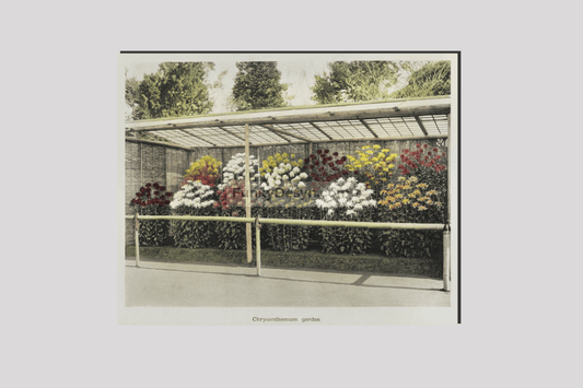 Chrysanthemum Garden, hand–colored collotype from Some Japanese Flowers (1896) by Kazumasa Ogawa.
