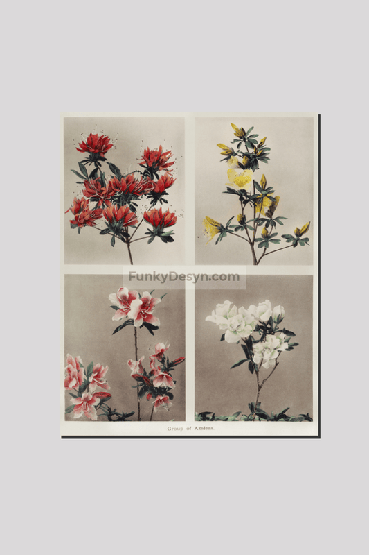 Group of Azaleas, hand–colored collotype (1896) by Kazumasa Ogawa.