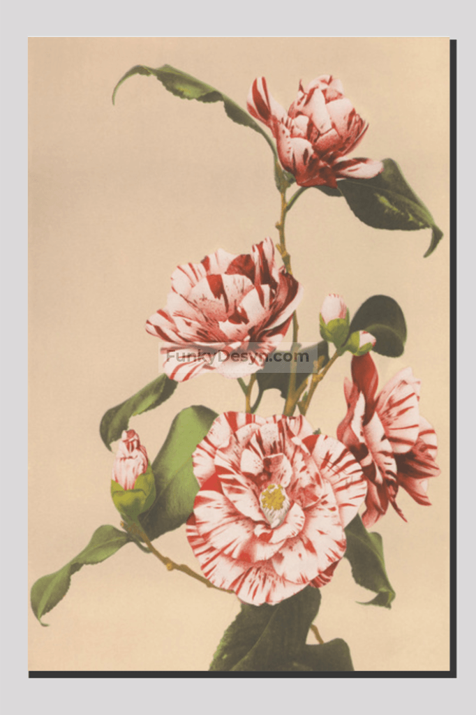 Beautiful photomechanical prints of Striped Camellias (1887–1897) by Ogawa Kazumasa