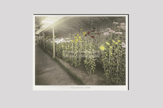 Chrysanthemum, Garden hand-colored collotype from Some Japanese Flowers (1896) by Kazumasa Ogawa.