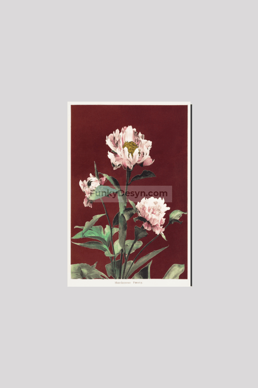 Hærdaceous Peony, hand–colored collotype from Some Japanese Flowers (1896) by Kazumasa Ogawa.