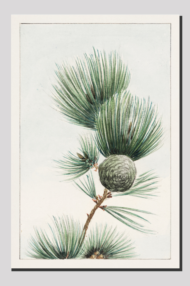 Gayo matsu pine during 1870–1880 by Megata Morikaga