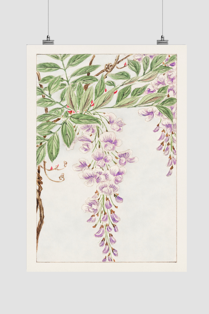 Wisteria vine with leaves and blossoms during 1870–1880 by Megata Morikaga.