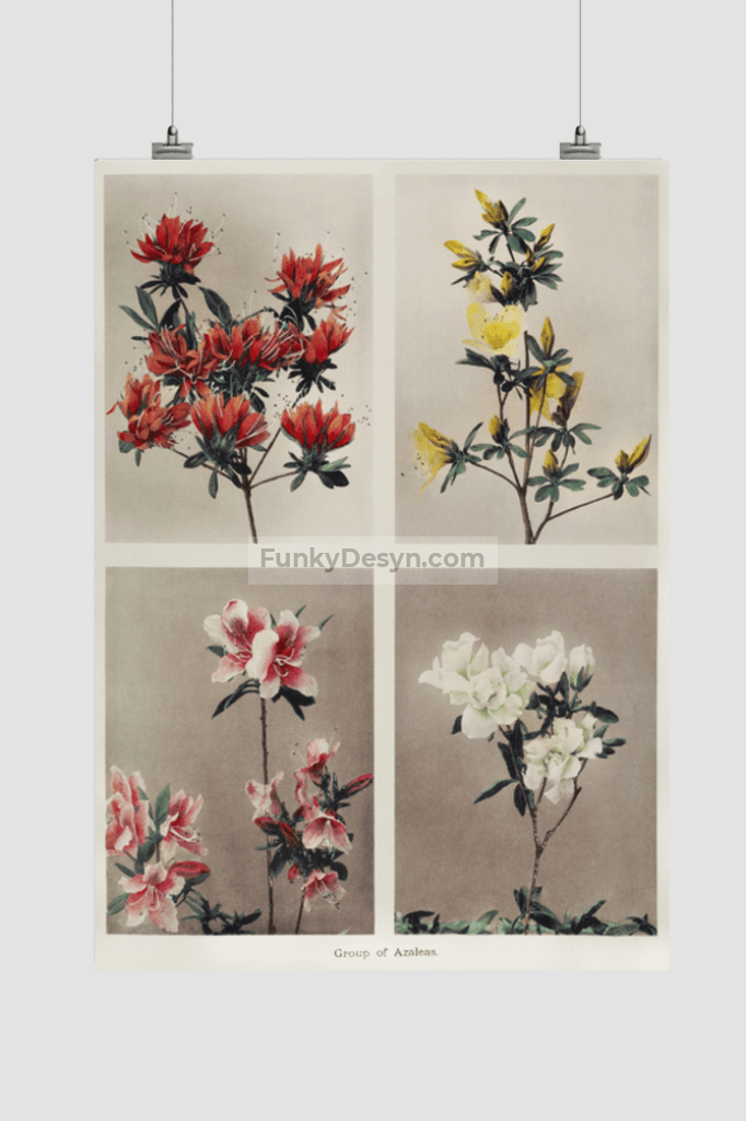 Group of Azaleas, hand–colored collotype (1896) by Kazumasa Ogawa.