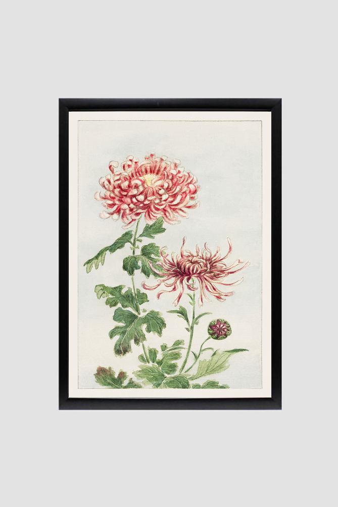 Kiku (chrysanthemum) during 1870–1880