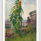 Vincent Van Goghs Allotment With Sunflower (1887) 11.7X16.54 Inches/ White Framed Poster