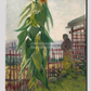 Vincent Van Goghs Allotment With Sunflower (1887) 20X30 Inches/ Wrapped Canvas