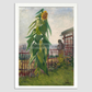 Vincent Van Goghs Allotment With Sunflower (1887) 8.3X11.7 Inches/ White Framed Poster