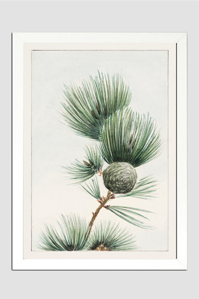 Gayo matsu pine during 1870–1880 by Megata Morikaga