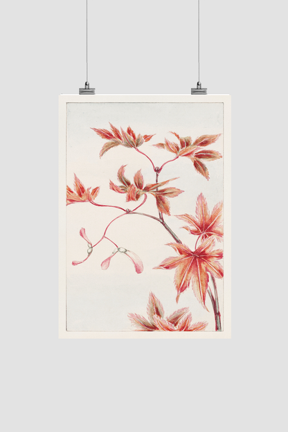 Branch of Momiji maple tree with leaves and seeds during 1870–1880 by Megata Morikaga
