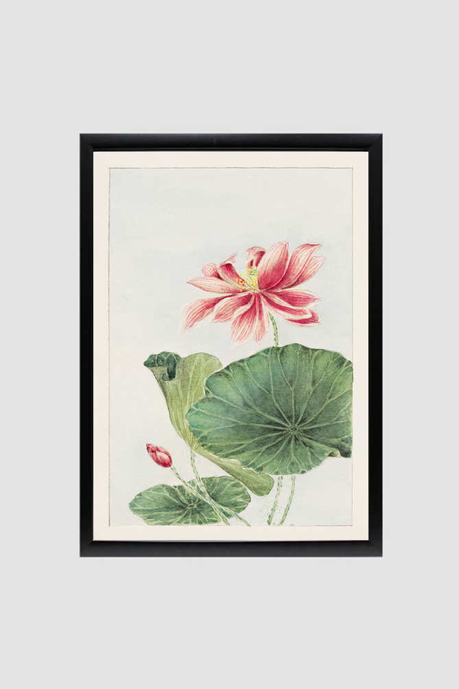 Hasu (lotus) during 1870–1880 by Megata Morikaga
