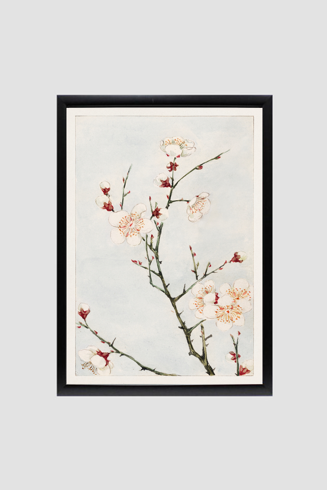 Plum branches with blossoms during 1870–1880 by Megata Morikaga.