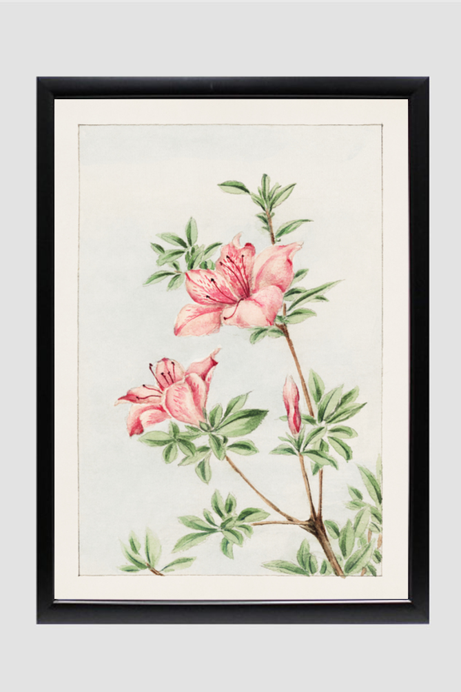 Tsutsuji rhododendron Judicum (azalea) during 1870–1880 by Megata Morikaga