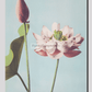 Beautiful photomechanical prints of Lotus Flowers (1887–1897) by Ogawa Kazumasa
