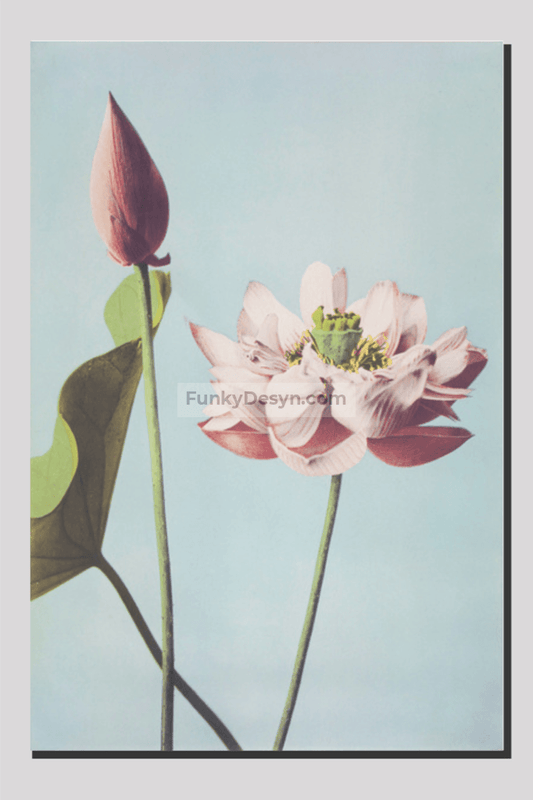 Beautiful photomechanical prints of Lotus Flowers (1887–1897) by Ogawa Kazumasa