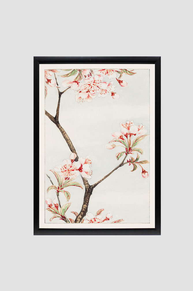 Sakura cherry during 1870–1880 by Megata Morikaga