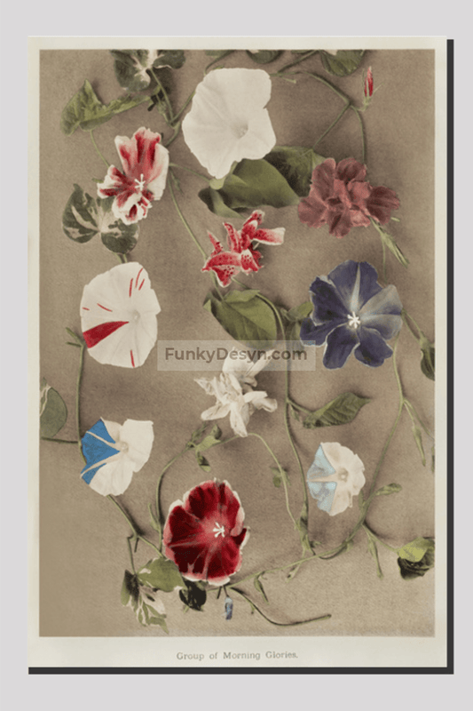 Group of Morning Glories, hand-colored collotype from Some Japanese Flowers (1896) by Kazumasa Ogawa.