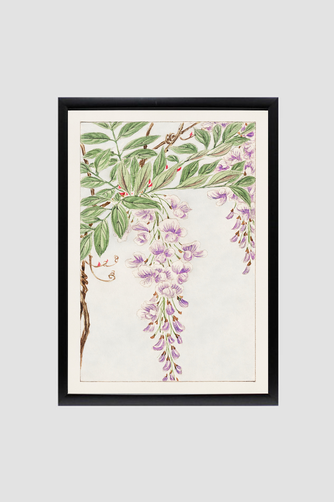Wisteria vine with leaves and blossoms during 1870–1880 by Megata Morikaga.
