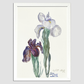Irises (1897) by Sientje Mesdag-van Houten.