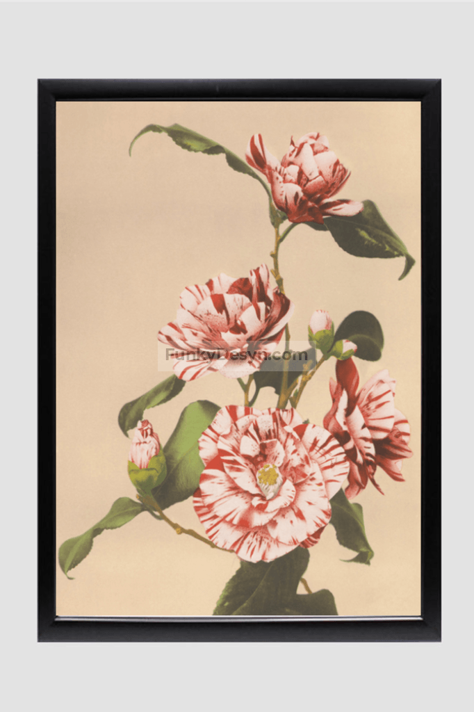 Beautiful photomechanical prints of Striped Camellias (1887–1897) by Ogawa Kazumasa