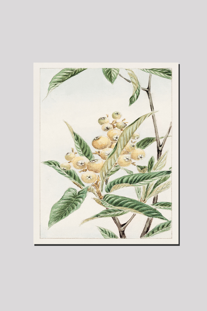 Biwa loquat during 1870–1880 by Megata Morikagaorikaga