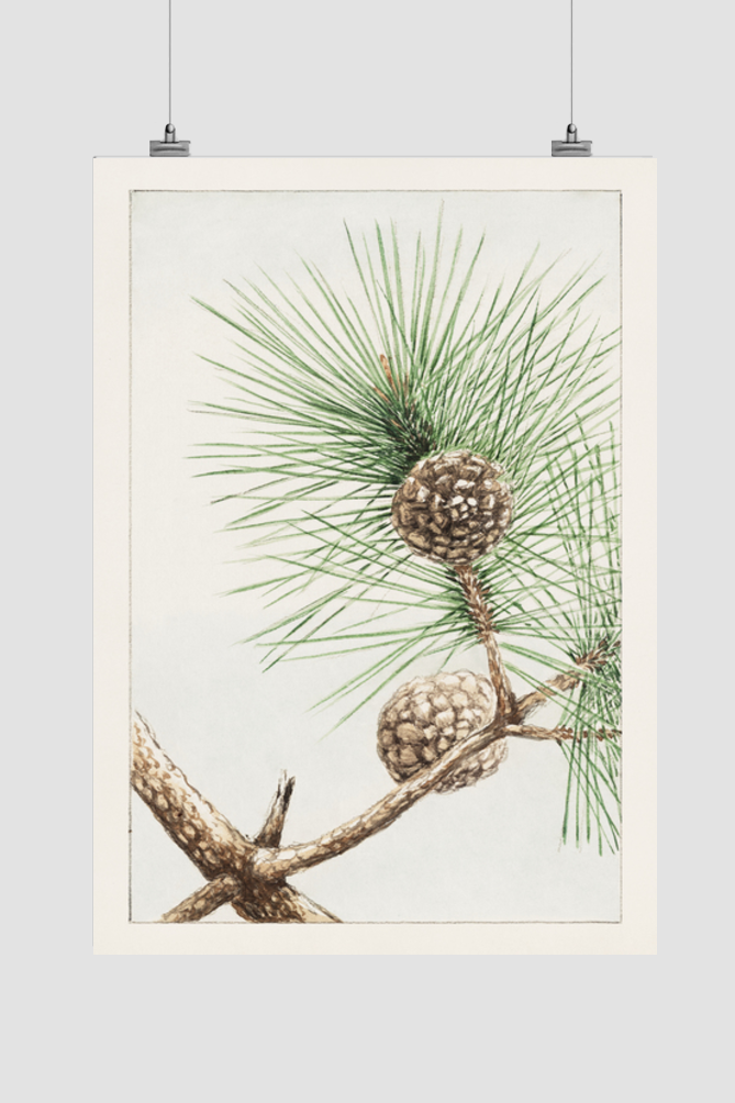 Matsu pine during 1870–1880 by Megata Morikaga.