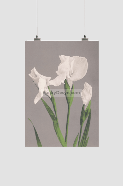 Beautiful photomechanical prints of White Irises (1887–1897) by Ogawa Kazumasa.