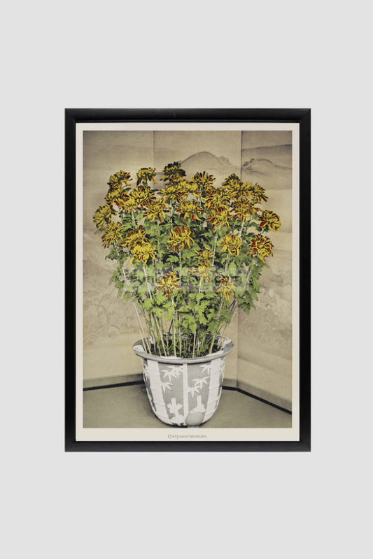 Chrysanthemum, hand-colored collotype from Some Japanese Flowers (1896) by Kazumasa Ogawa