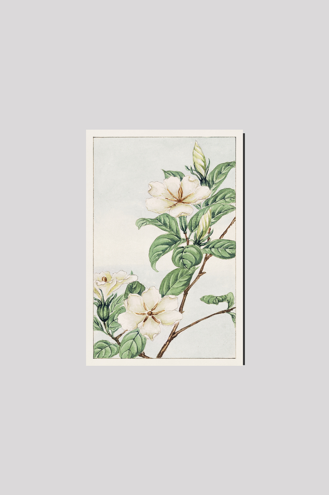 Kuchi nashi (cape jasmine) during 1870–1880 by Megata Morikaga