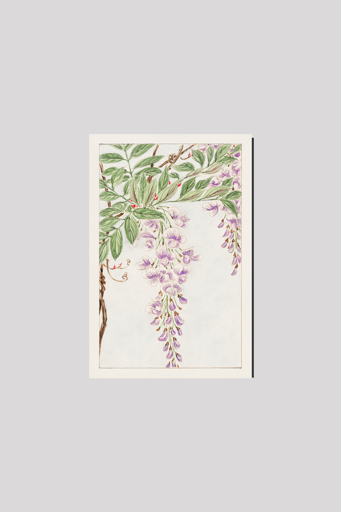 Wisteria vine with leaves and blossoms during 1870–1880 by Megata Morikaga.