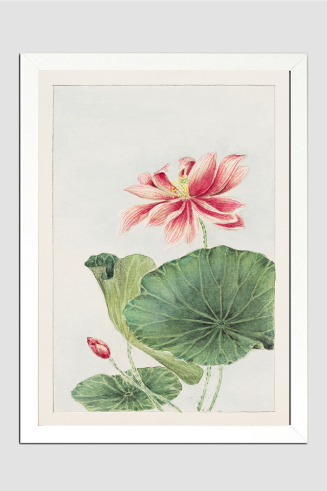 Hasu (lotus) during 1870–1880 by Megata Morikaga