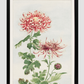 Kiku (chrysanthemum) during 1870–1880