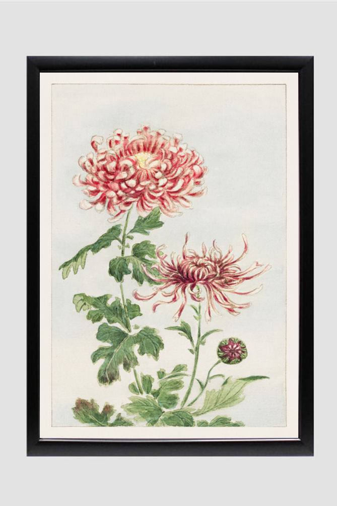 Kiku (chrysanthemum) during 1870–1880
