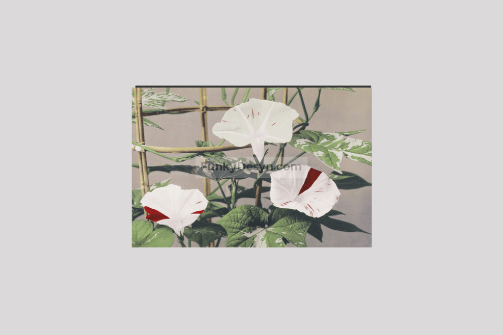 Beautiful photomechanical prints of Striped Bindweed Flowers (1887–1897) by Ogawa Kazumasa.