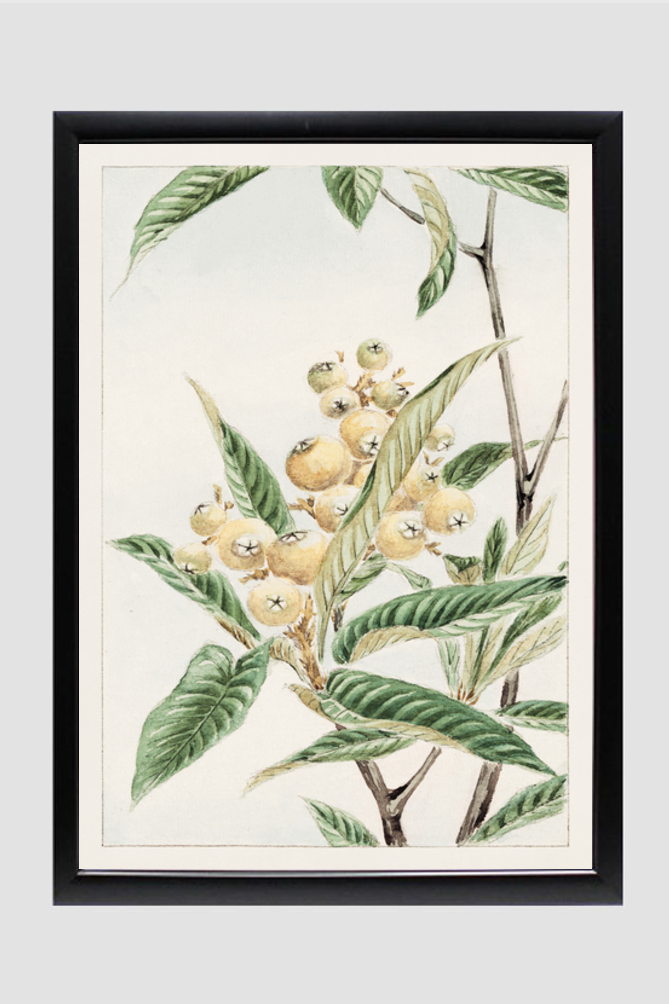 Biwa loquat during 1870–1880 by Megata Morikagaorikaga