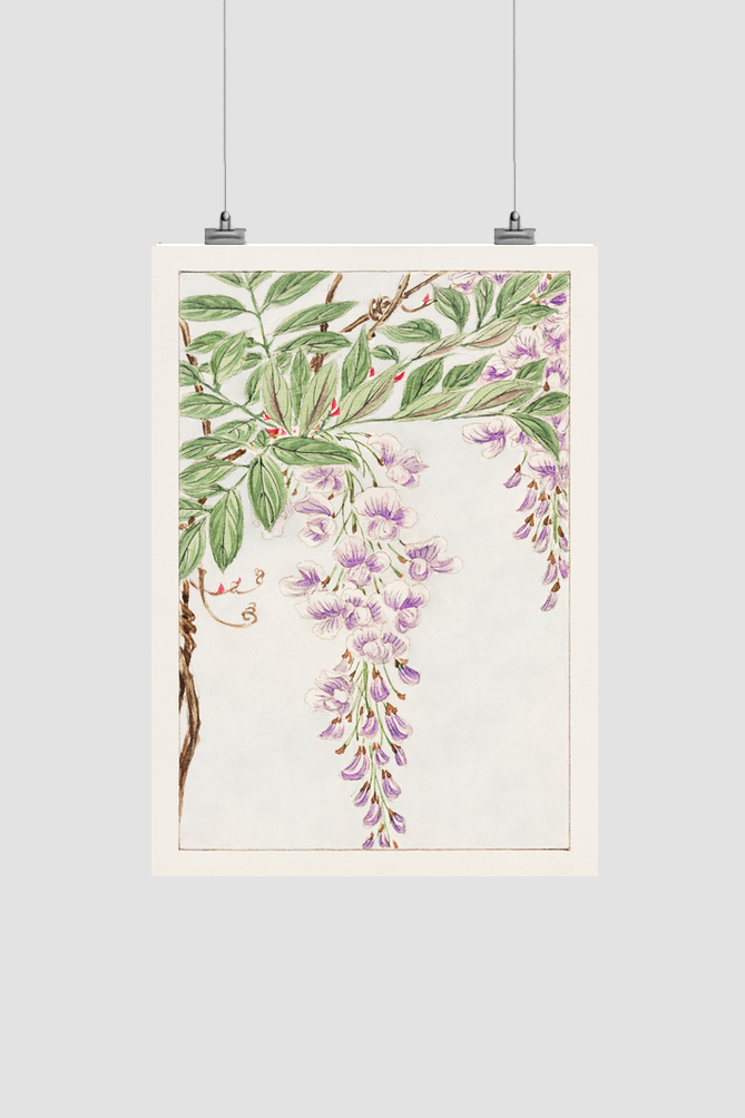 Wisteria vine with leaves and blossoms during 1870–1880 by Megata Morikaga.