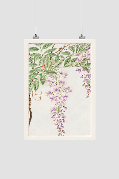 Wisteria vine with leaves and blossoms during 1870–1880 by Megata Morikaga.